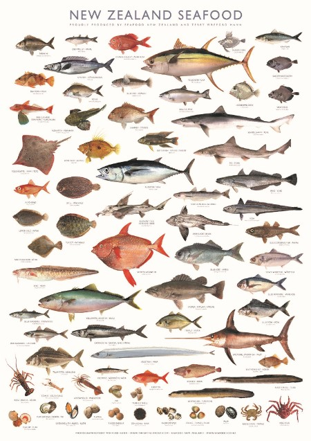 New Zealand Seafood Fish Species Poster - Click Image to Close
